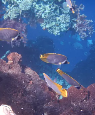 Korallen und Fische wo man hinschaut